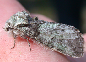 Mottled Prominent